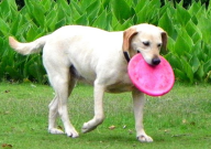 拉布拉多冬天掉毛嗎（怎么辦）